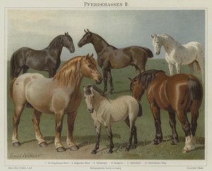 Pferderassen von Emil Volkers