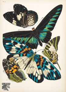 Tafel 10 aus Schmetterlinge, veröffentlicht 1925