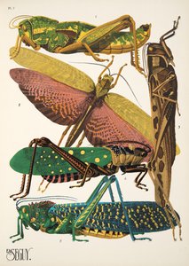 Tafel 7 aus Insectes, veröffentlicht in den 1930er Jahren von Émile Allain Séguy