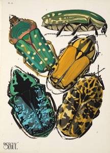 Tafel 12 aus Insekten, veröffentlicht in den 1930er Jahren