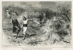 Die Sammlung von Kitt, einem weißen Harz der Lentis, während der Sommersaison, ist die Grundlage für die Herstellung eines Anislikörs, Zeichnung von Emile Bayard, zur Illustration der Geschichte „Chio Island“ (Osttürkei), 1877, von Dr. A. Testevuide. Grav