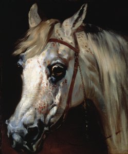 Kopf eines arabischen Pferdes, ca. 1840-50