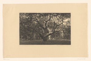 Alter Baum