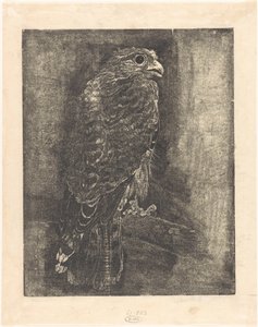 Falke auf einem Ast von Emilius Wilhelmus Dehé