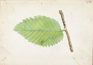Gezackter Blattrand-Raupe, Studie für das Buch Tarnfärbung im Tierreich von Emma Beach Thayer