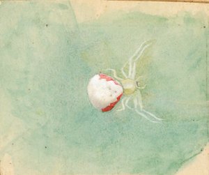Porzellanweiße Spinne