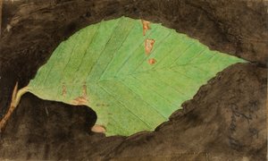 Kleiner gesprenkelter Strandblatt-Randraupen, Studie für das Buch Tarnfarbe im Tierreich von Emma Beach Thayer