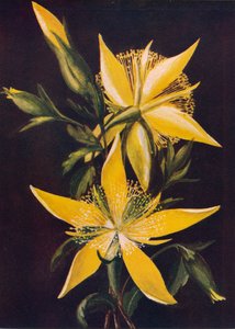 Flammender Stern, um 1915, 1915