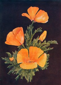Kalifornischer Mohn