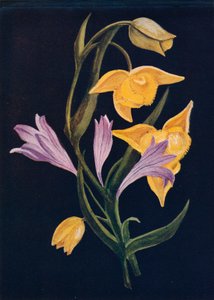 Diogenes-Laterne & Ernte-Brodiaea, ca. 1915