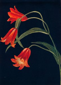 Scharlachrote Fritillaria, um 1915