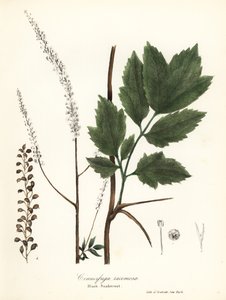 Schwarze Schlangenwurzel, Actaea racemosa (Cimicifuga racemosa)