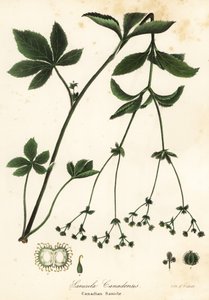 Kanadische Schwarzwurzel oder Kanadische Sanikel, Sanicula canadensis