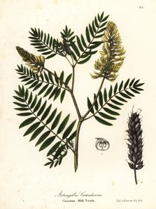 Kanadische Milchwicke, Astragalus canadensis