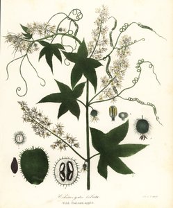 Wilde Gurke, Stachelige Gurke, Bur Gurke oder Wilde Balsamapfel, Echinocystis lobata von Endicott Endicott