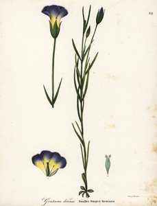 Windmühlen-Fransenenzian, Gentianopsis detonsa (Kleinfransiger Enzian, Gentiana detonsa)
