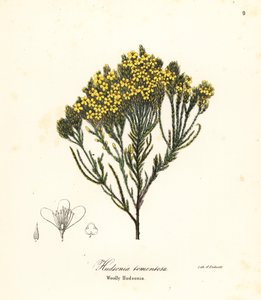 Wollige Strandheide, Strandheide, Sandheide oder Wollige Hudsonia, Hudsonia tomentosa