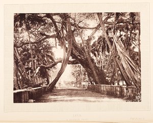 Ein Banyanbaum, Java
