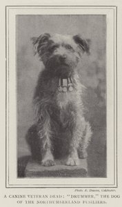 Ein verstorbener Hundeveteran, Drummer, der Hund der Northumberland Fusiliers von English Photographer