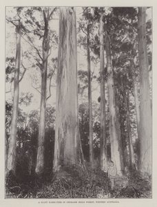 Ein riesiger Karri-Baum im Denmark Hills Forest, Westaustralien von English Photographer