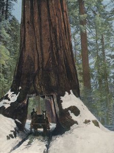 Ein Riesenbaum
