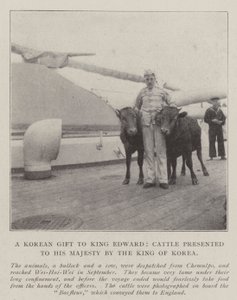 Ein koreanisches Geschenk an König Edward, Rinder, die Seiner Majestät vom König von Korea überreicht wurden