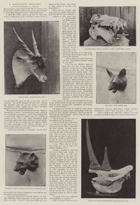 Die Schätze eines Naturforschers
