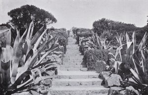 Ein Stück in den Gärten von Tresco von English Photographer