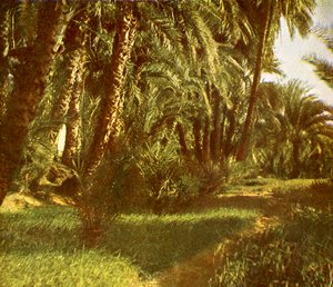 Ein Palmenhain auf der Insel Elephantine, Ägypten