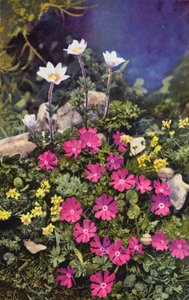 Alpenblumen: Draba Aizoides mit Primula Minima (Mitte) und Anemone Baldensis (hinten)