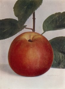 Apfel, Baumanns Rote Reinette von English Photographer