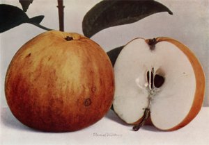 Apfel, James Grieve von English Photographer
