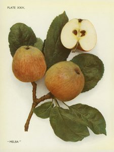 Äpfel von England: Melba von English Photographer