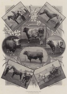 Auf der Landwirtschaftsausstellung in Leicester von English Photographer