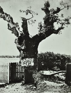 Brockley Lane: Old Oak, London, 1890 von English Photographer