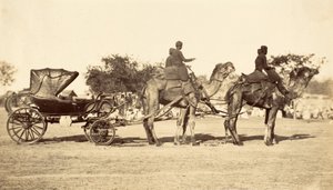 Kamelkutsche, ca. 1860