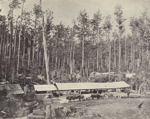 Childers Sägewerk, Gippsland von English Photographer
