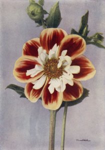 Collerette Dahlie, Gallia von English Photographer