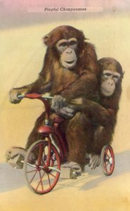 Radfahrende Schimpansen
