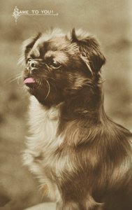 Hund streckt die Zunge heraus