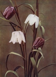 Schachbrettblumen (Foto)