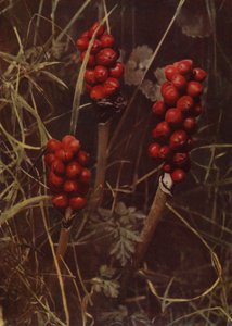 Frucht des Aronstabs von English Photographer