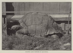 Gigantische Landschildkröte auf Mauritius