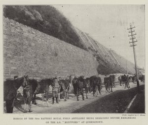 Pferde der 79. Batterie der Royal Field Artillery werden vor dem Einschiffen auf die SS Montford in Queenstown trainiert von English Photographer