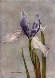 I Longipetala, Eine feine Apogon-Iris von English Photographer