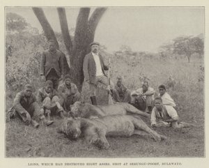 Löwen, die acht Esel zerstört hatten, erschossen bei Sebungu-Poort, Bulawayo