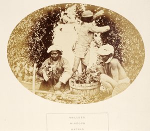 Mallees (Gärtner), Hindus, Madras, aus Die Völker Indiens, von J. Forbes Watson, veröffentlicht 1868