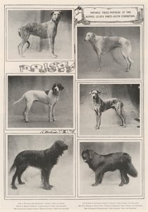 Bemerkenswerte Preisträger bei der sechsundvierzigsten Ausstellung des Kennel Clubs