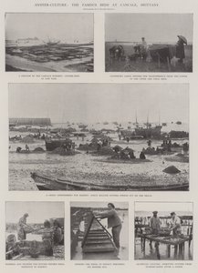 Austernzucht, die berühmten Betten in Cancale, Bretagne