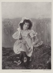 Primeln von English Photographer